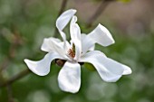 SPINNERS GARDEN AND NURSERY, HAMPSHIRE: CLOSE UP PLANT PORTRAIT OF THE WHITE FLOWER OF A MAGNOLIA. SPRING, APRIL, SHRUB, TREE