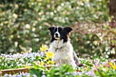SPINNERS GARDEN AND NURSERY, HAMPSHIRE: MURPHY THE ROBERTS DOG, AMIDST A CARPET OF SPRING FLOWERS IN THE GARDEN. PET, ANIMAL, WOODLAND, SHADE