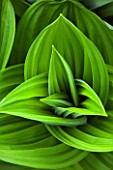 SPINNERS GARDEN AND NURSERY, HAMPSHIRE: GREEN LEAVES OF VERATRUM NIGRUM - SPRING, FOLIAGE, PERENNIAL, AMERICAN, HELLEBORE, BRIGHT, STRIPES, PATTERN