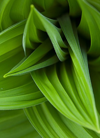 SPINNERS_GARDEN_AND_NURSERY_HAMPSHIRE_GREEN_LEAVES_OF_VERATRUM_NIGRUM__SPRING_FOLIAGE_PERENNIAL_AMER
