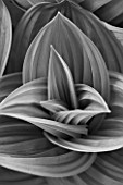 SPINNERS GARDEN AND NURSERY, HAMPSHIRE: BLACK AND WHITE IMAGE OF LEAVES OF VERATRUM NIGRUM - SPRING, FOLIAGE