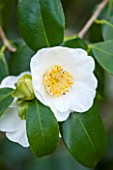 SPINNERS GARDEN AND NURSERY, HAMPSHIRE: CLOSE UP PLANT PORTRAIT OF THE WHITE FLOWER OF A CAMELLIA. SHRUB, FLOWERS, YELLOW, SPRING, WOODLAND, SHADE, SHADY