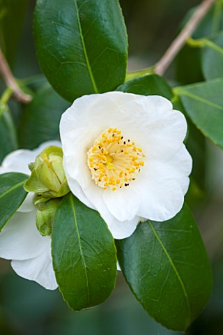 SPINNERS_GARDEN_AND_NURSERY_HAMPSHIRE_CLOSE_UP_PLANT_PORTRAIT_OF_THE_WHITE_FLOWER_OF_A_CAMELLIA_SHRU