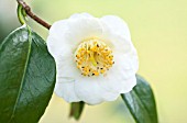 SPINNERS GARDEN AND NURSERY, HAMPSHIRE: CLOSE UP PLANT PORTRAIT OF THE WHITE FLOWER OF A CAMELLIA. SHRUB, FLOWERS, YELLOW, SPRING, WOODLAND, SHADE, SHADY