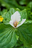SPINNERS GARDEN AND NURSERY, HAMPSHIRE: CLOSE UP PLANT PORTRAIT OF THE WHITE FLOWER OF A TRILLIUM CHLOROPETALUM.  FLOWERS, YELLOW, SPRING, WOODLAND, SHADE, SHADY