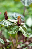 SPINNERS GARDEN AND NURSERY, HAMPSHIRE: CLOSE UP OF BROWN, ORNAGE FLOWERS OF TRILLIUM CUNEATUM - SPRING, WAKE ROBIN, WOOD LILY, BULB