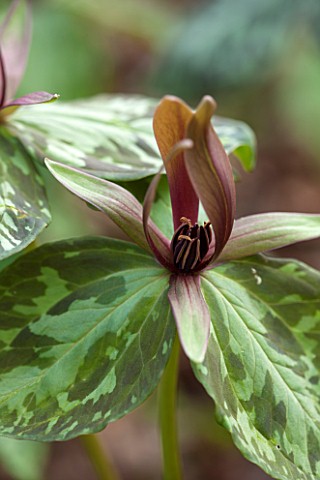 SPINNERS_GARDEN_AND_NURSERY_HAMPSHIRE_CLOSE_UP_OF_BROWN_ORNAGE_FLOWERS_OF_TRILLIUM_CUNEATUM__SPRING_
