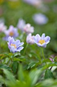 SPINNERS GARDEN AND NURSERY, HAMPSHIRE: CLOSE UP OF PLANT PORTRAIT OF THE BLUE FLOWERS OF ANEMONE NEMEROSA ROBINSIANA, SPRING, APRIL, WOODLAND, SHADE, SHADY