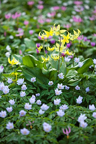 SPINNERS_GARDEN_AND_NURSERY_HAMPSHIRE_A_CARPET_OF_SPRING_FLOWERS_YELLOW_ERYTHRONIUM_PAGODA_PINK_ERYT