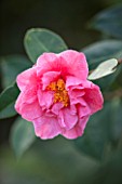 SPINNERS GARDEN AND NURSERY, HAMPSHIRE: CLOSE UP PLANT PORTRAIT OF A PINK CAMELLIA. SHRUB, SPRING, WOODLAND, SHADE, SHADY