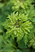 SPINNERS GARDEN AND NURSERY, HAMPSHIRE: GREEN FLOWER OF ANEMONE NEMEROSA VIRESCENS - WOODLAND - WOOD ANEMONE, GREEN, PERENNIAL, PERENNIALS, SHADE, SHADY, WOODLAND, SPRING