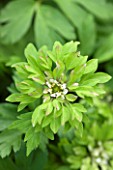 SPINNERS GARDEN AND NURSERY, HAMPSHIRE: GREEN FLOWER OF ANEMONE NEMEROSA VIRESCENS - WOODLAND - WOOD ANEMONE, GREEN, PERENNIAL, PERENNIALS, SHADE, SHADY, WOODLAND, SPRING