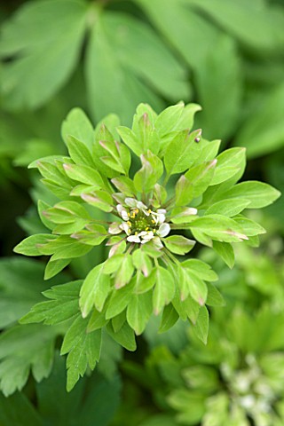 SPINNERS_GARDEN_AND_NURSERY_HAMPSHIRE_GREEN_FLOWER_OF_ANEMONE_NEMEROSA_VIRESCENS__WOODLAND__WOOD_ANE