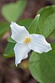 SPINNERS GARDEN AND NURSERY, HAMPSHIRE: CLOSE UP PLANT PORTRAIT OF THE WHITE FLOWER OF TRILLIUM GRANDIFLORUM. FLOWERS, YELLOW, SPRING, WOODLAND, SHADE, SHADY