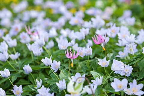 SPINNERS_GARDEN_AND_NURSERY_HAMPSHIRE_LILAC_WOOD_ANEMONE_ANEMONE_NEMOROSA_ROBINSONIANA_AND_PINK_ERYT