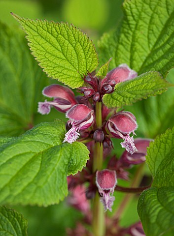 SPINNERS_GARDEN_AND_NURSERY_HAMPSHIRE_CLOSE_UP_PLANT_PORTRAIT_OF_THE_PINK_RED_FLOWER_OF_LAMIUM_ORVAL