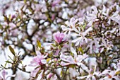 SPINNERS GARDEN AND NURSERY, HAMPSHIRE: PINK FLOWERS OF A MAGNOLIA. SPRING, TREE, WOODLAND