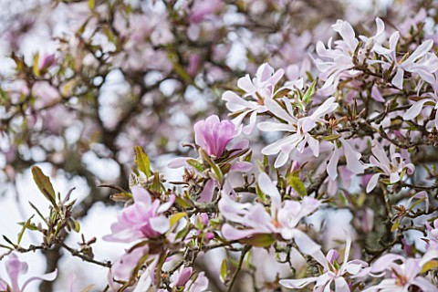 SPINNERS_GARDEN_AND_NURSERY_HAMPSHIRE_PINK_FLOWERS_OF_A_MAGNOLIA_SPRING_TREE_WOODLAND