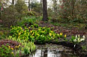 SPINNERS GARDEN AND NURSERY, HAMPSHIRE: BOG GARDEN. POND, POOL, WATER WITH CALTHA PALUSTRIS, LYSICHITON CAMTSCHATCENSIS AND AMERICANUS, ASIAN, SKUNK, CABBAGE, WHITE, SPATHES