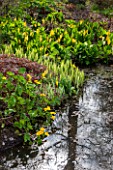 SPINNERS GARDEN AND NURSERY, HAMPSHIRE: BOG GARDEN. POND, POOL, WATER WITH CALTHA PALUSTRIS, LYSICHITON AMERICANUS, ASIAN, SKUNK, CABBAGE, WHITE, SPATHES