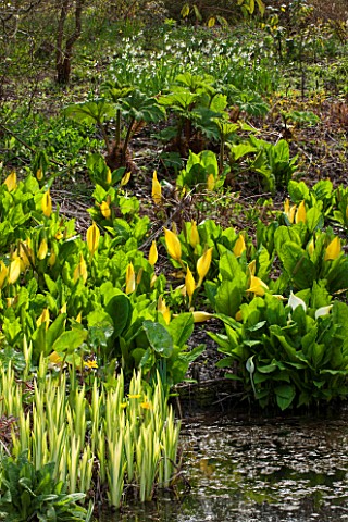 SPINNERS_GARDEN_AND_NURSERY_HAMPSHIRE_BOG_GARDEN_POND_POOL_WATER_WITH_LYSICHITON_CAMTSCHATCENSIS_AND