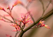 SPINNERS GARDEN AND NURSERY, HAMPSHIRE: YOUNG PINK SPRING LEAVES OF AN ACER IN EARLY SPRING. TREE, NEW, GROWTH, UNFURLING, MAPLE