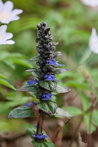 SPINNERS_GARDEN_AND_NURSERY_HAMPSHIRE_CLOSE_UP_OF_BLUE_FLOWER_OF_AJUGA_REPTANS_CATLINS_GIANT_PERENNI