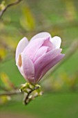 SPINNERS GARDEN AND NURSERY, HAMPSHIRE: CLOSE UP PLANT PORTRAIT OF THE EMERGING BUD OF MAGNOLIA PINKIE - SPRING, BLOSSOM, PINK, FLOWER, BLOOM, TREE