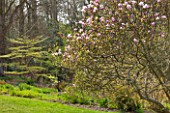 SPINNERS GARDEN AND NURSERY, HAMPSHIRE: MAGNOLIA PINKIE AND CORNUS CONTROVERSA VARIEGATA IN THE WOODLAND. SPRING, LAWN, TREES, SHRUBS