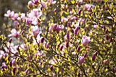 SPINNERS GARDEN AND NURSERY, HAMPSHIRE: PINK FLOWERS OF MAGNOLIA PINKIE - SPRING, BLOSSOM