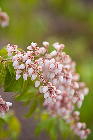 SPINNERS_GARDEN_AND_NURSERY_HAMPSHIRE_CLOSE_UP_PLANT_PORTRAIT_OF_PINK_AND_WHITE_FLOWERS_OF_PIERIS_VA