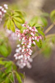 SPINNERS GARDEN AND NURSERY, HAMPSHIRE: CLOSE UP PLANT PORTRAIT OF PINK AND WHITE FLOWERS OF PIERIS VALLEY ROSE. EVERGREEN, SHRUB, SPRING