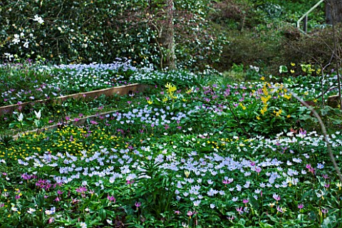 SPINNERS_GARDEN_AND_NURSERY_HAMPSHIRE_WOODLAND_SHADE_PLANTING_OF_ERYTHRONIUM_REVOLUTUM_AND_ANEMONE_N