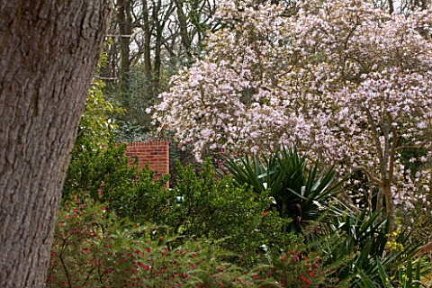 SPINNERS_GARDEN_AND_NURSERY_HAMPSHIRE_MAGNOLIA_PINKIE_IN_FULL_FLOWER_BY_THE_HOUSE