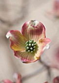 SPINNERS GARDEN AND NURSERY, HAMPSHIRE: CLOSE UP PLANT PORTRAIT OF THE PINK AND CREAM FLOWER OF CORNUS FLORIDA SPRING DAY. DECIDUOUS, FLOWERING, DOGWOOD, SPRING, WOODLAND