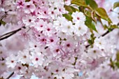 RHS GARDEN, WISLEY, SURREY: FLOWERS OF CHERRY - PRUNUS MATSUMAE BENI - BOTAN - SPRING, BLOSSOM