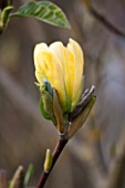 RHS GARDEN, WISLEY, SURREY: FLOWERS OF YELLOW MAGNOLIA DAPHNE - SPRING