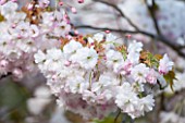 RHS GARDEN, WISLEY, SURREY: FLOWERS OF CHERRY - PRUNUS SHOGETSU