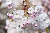 RHS GARDEN, WISLEY, SURREY: FLOWERS OF CHERRY - PRUNUS SHOGETSU