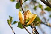 RHS GARDEN, WISLEY, SURREY: FLOWERS OF YELLOW MAGNOLIA JUDY ZUK - SPRING, BLOSSOM
