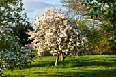 RHS GARDEN, WISLEY, SURREY: CREAMY WHITE FLOWERS OF MALUS X HARTWIGII KATHERINE - SPRING, BLOSSOM - APPLE