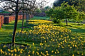 RHS GARDEN, WISLEY, SURREY: SPRING - DAFFODILS AT THE TOP OF THE PIET OUDOLF BORDERS