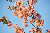 RHS GARDEN, WISLEY, SURREY: SPRING - PINK FLOWERS OF FLOWERING CHERRY - PRUNUS MTSUMAE BENI - BOTAN - EVENING LIGHT
