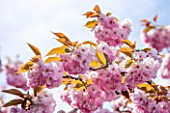 ROYAL BOTANIC GARDENS, KEW: PINK FLOWERS OF FLOWERING CHERRY - PRUNUS KANZAN