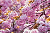 ROYAL BOTANIC GARDENS, KEW: PINK FLOWERS OF FLOWERING CHERRY - PRUNUS KANZAN - BLOSSOM, SPRING