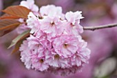 ROYAL BOTANIC GARDENS, KEW: PINK FLOWERS OF FLOWERING CHERRY - PRUNUS KANZAN - BLOSSOM, SPRING