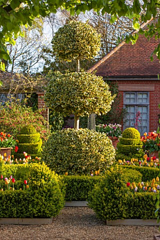 EAST_RUSTON_OLD_VICARAGE_GARDEN_NORFOLK_DUTCH_GARDEN_WITH_CLIPPED_BOX_TULIPS_AND_GOLDEN_KING_HOLLY__