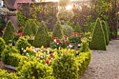 EAST RUSTON OLD VICARAGE GARDEN, NORFOLK: DUTCH GARDEN WITH CLIPPED BOX, TULIPS AND GOLDEN KING HOLLY - ILEX X ALTACLEREMSIS GOLDEN KING. SPRING, MAY, PARTERRE, TOPIARY, TRIMMED