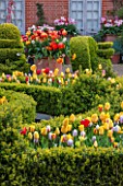 EAST RUSTON OLD VICARAGE GARDEN, NORFOLK: DUTCH GARDEN WITH CLIPPED BOX AND TULIPS IN SPRING. MAY, PARTERRE, TOPIARY, TRIMMED, EDGING, EDGED