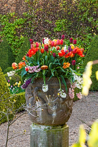 EAST_RUSTON_OLD_VICARAGE_GARDEN_NORFOLK_TERRACOTTA_CONTAINER_IN_THE_DUTCH_GARDEN_PLANTED_WITH_ORANGE